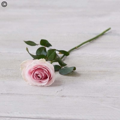 Single Pink Rose