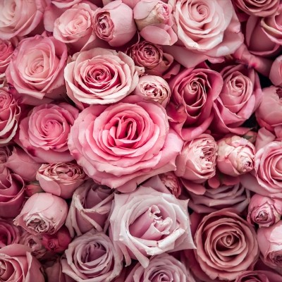 Pink Roses