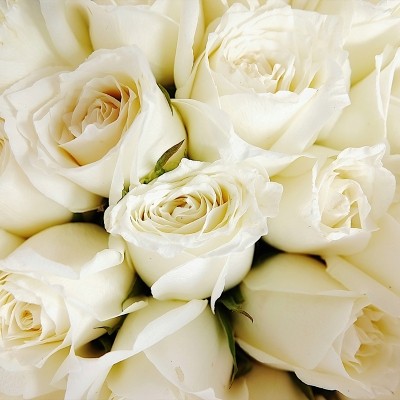 White Roses